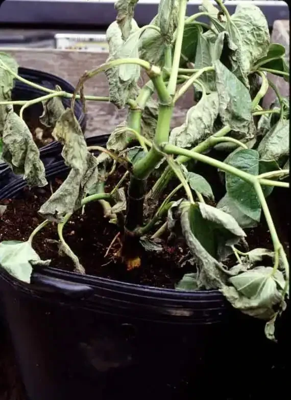 盆栽植物發蔫,不斷黃葉掉花,確定不是腐根?
