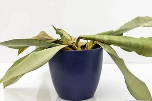 盆栽植物發蔫，不斷黃葉掉花，確定不是腐根？