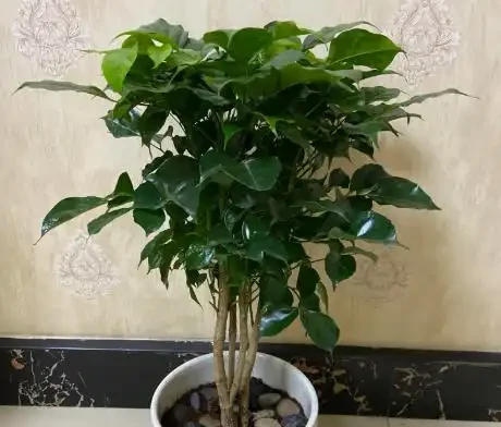 幸福樹葉子打蔫別慌張!6大急救妙招讓它重煥生機