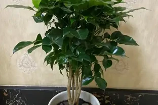 幸福樹葉子打蔫別慌張！6大急救妙招讓它重煥生機