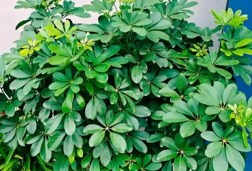 鴨腳木冬季瘋狂掉葉,3個急救技巧,快速穩住,春天冒新芽