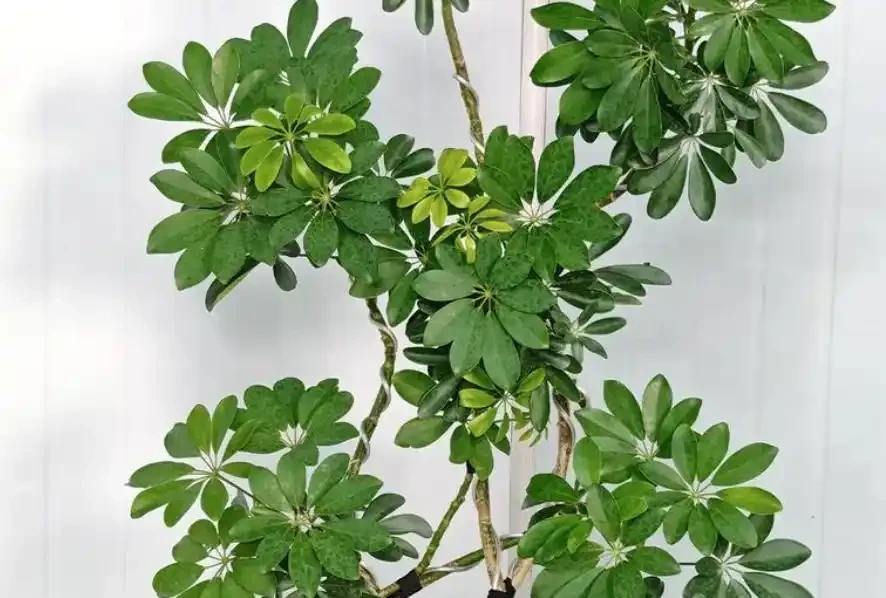 鴨腳木冬季瘋狂掉葉,3個急救技巧,快速穩住,春天冒新芽