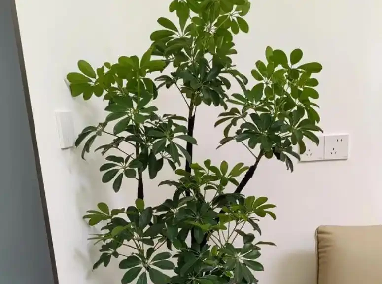 鴨腳木冬季瘋狂掉葉,3個急救技巧,快速穩住,春天冒新芽