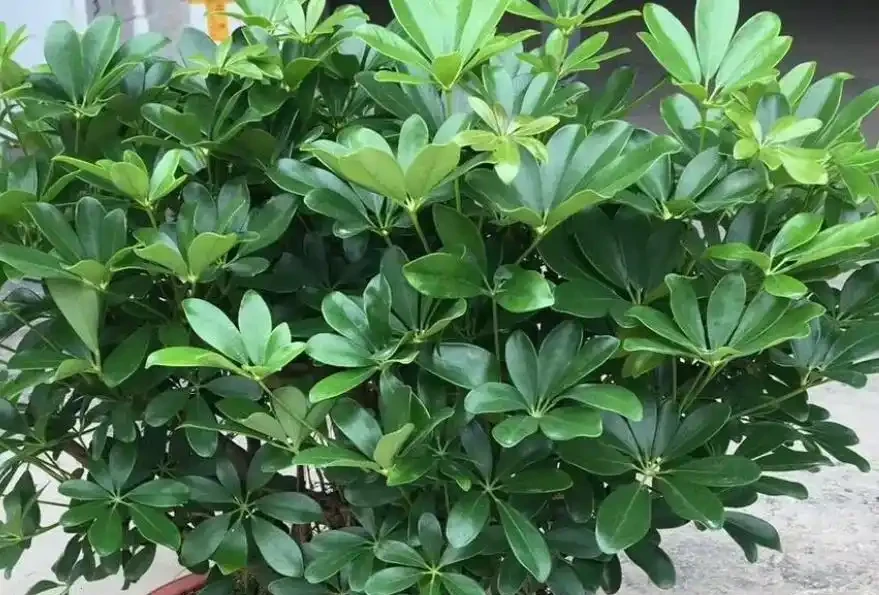 鴨腳木冬季瘋狂掉葉,3個急救技巧,快速穩住,春天冒新芽