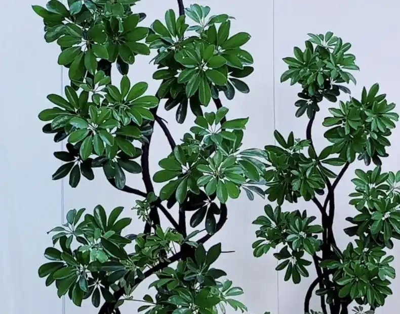鴨腳木冬季瘋狂掉葉,3個急救技巧,快速穩住,春天冒新芽