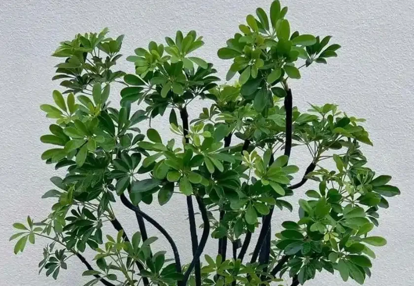 鴨腳木冬季瘋狂掉葉,3個急救技巧,快速穩住,春天冒新芽