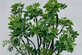 鴨腳木冬季瘋狂掉葉，3個急救技巧，快速穩住，春天冒新芽