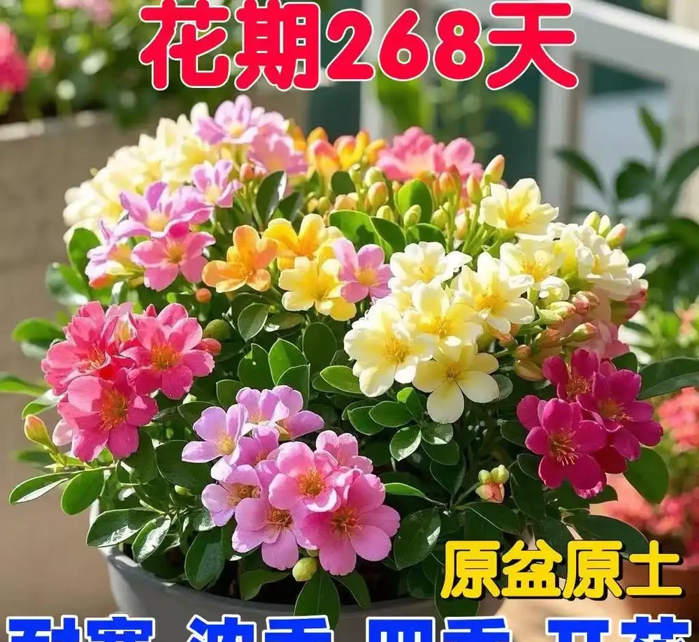 新手種玫瑰老樁總踩坑?內行從選苗到日常管理全流程避坑指南來了,讓你的玫瑰老樁在3個月內順利爆花!