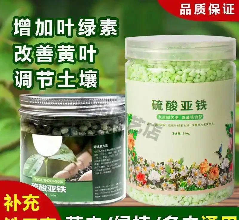 新手種玫瑰老樁總踩坑?內行從選苗到日常管理全流程避坑指南來了,讓你的玫瑰老樁在3個月內順利爆花!