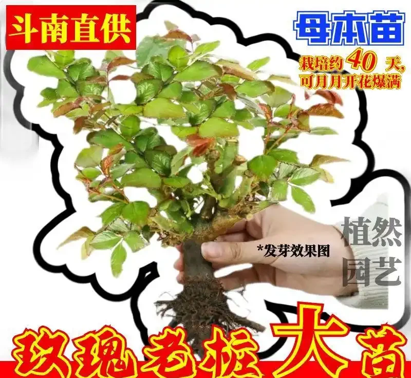 新手種玫瑰老樁總踩坑?內行從選苗到日常管理全流程避坑指南來了,讓你的玫瑰老樁在3個月內順利爆花!