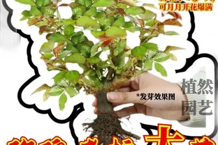 新手種玫瑰老樁總踩坑？內行從選苗到日常管理全流程避坑指南來了，讓你的玫瑰老樁在3個月內順利爆花！