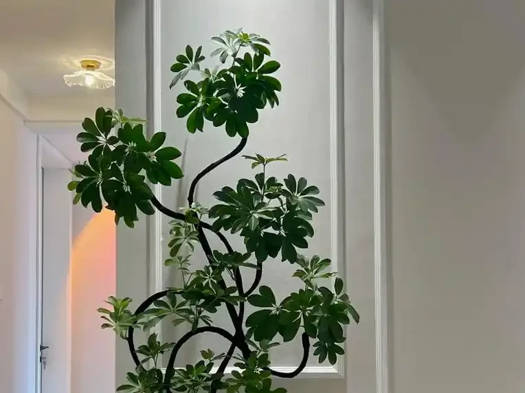 鴨腳木突然瘋狂掉葉?3個急救技巧,7天恢復,春天新芽滿盆