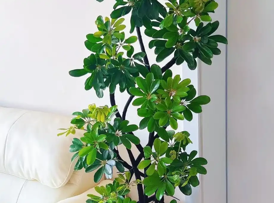 鴨腳木突然瘋狂掉葉?3個急救技巧,7天恢復,春天新芽滿盆