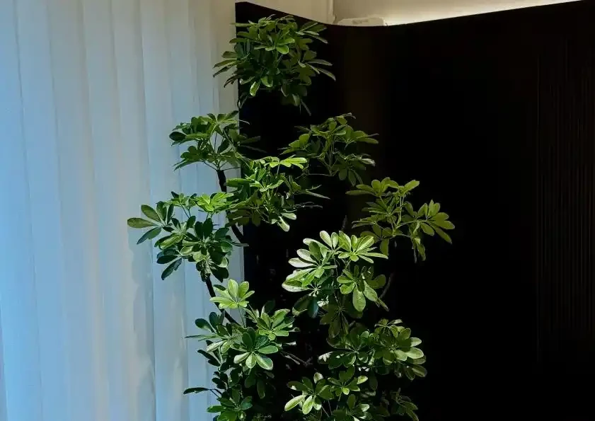 鴨腳木突然瘋狂掉葉?3個急救技巧,7天恢復,春天新芽滿盆