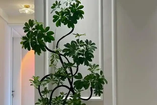 鴨腳木突然瘋狂掉葉？3個急救技巧，7天恢復，春天新芽滿盆