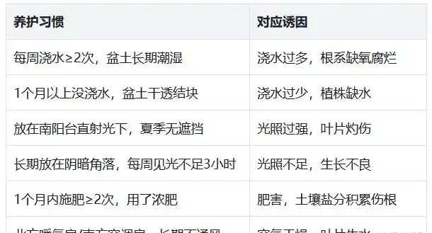 龍血樹葉子發黃乾枯?按這3步救,快速恢復還冒芽