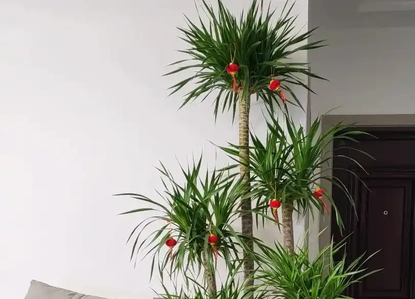 龍血樹葉子發黃乾枯?按這3步救,快速恢復還冒芽