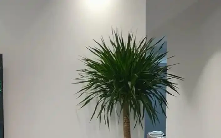 龍血樹葉子發黃乾枯?按這3步救,快速恢復還冒芽