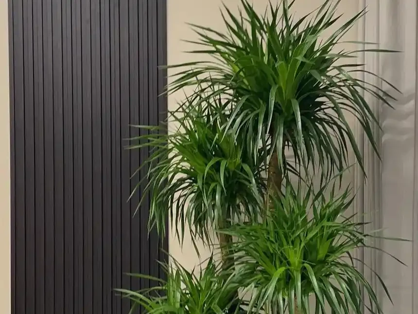 龍血樹葉子發黃乾枯?按這3步救,快速恢復還冒芽