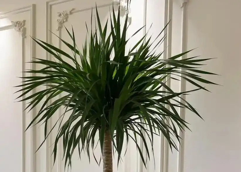 龍血樹葉子發黃乾枯?按這3步救,快速恢復還冒芽