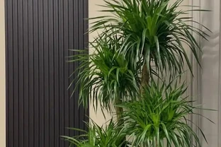 龍血樹葉子發黃乾枯？按這3步救，快速恢復還冒芽