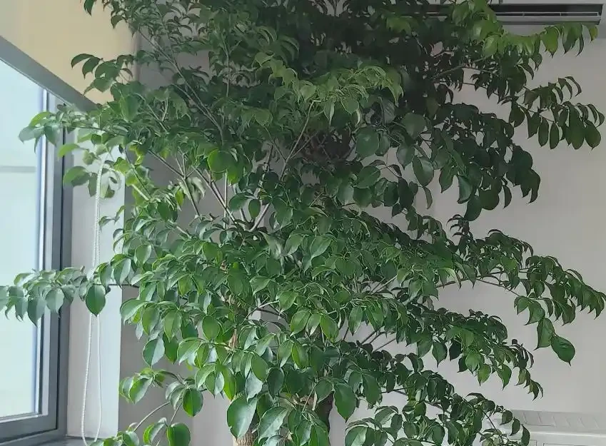 幸福樹天冷葉片焦邊?學會3招搞定,開春瘋長新葉