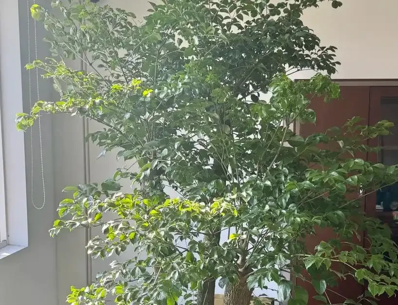 幸福樹天冷葉片焦邊?學會3招搞定,開春瘋長新葉