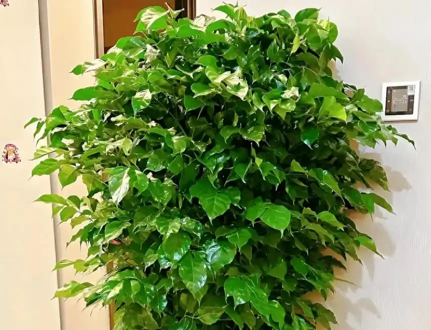 幸福樹天冷葉片焦邊?學會3招搞定,開春瘋長新葉