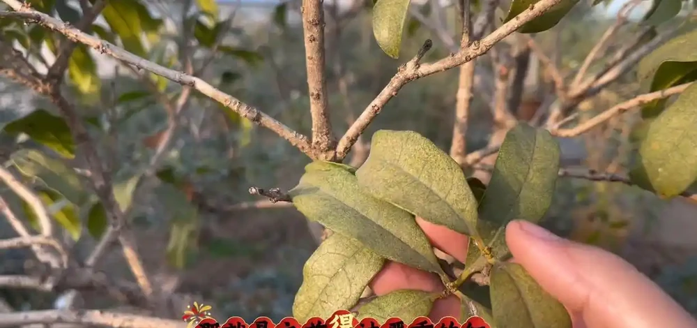 趕緊檢查!木樨冬季大量落葉,九成是踩了這3個「隱形雷區」,現在糾正還來得及