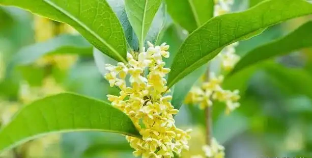 趕緊檢查!木樨冬季大量落葉,九成是踩了這3個「隱形雷區」,現在糾正還來得及