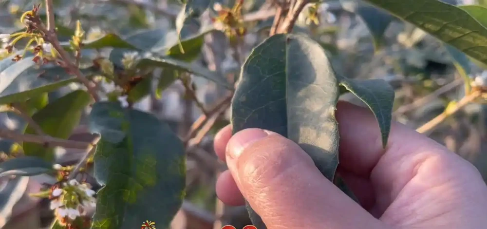 趕緊檢查!木樨冬季大量落葉,九成是踩了這3個「隱形雷區」,現在糾正還來得及