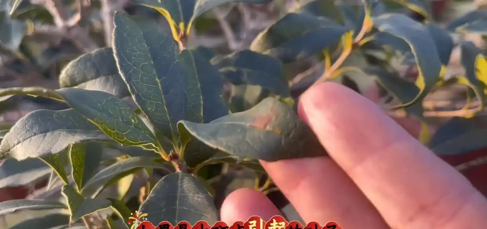 趕緊檢查!木樨冬季大量落葉,九成是踩了這3個「隱形雷區」,現在糾正還來得及