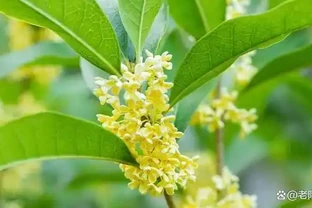 趕緊檢查！木樨冬季大量落葉，九成是踩了這3個「隱形雷區」，現在糾正還來得及
