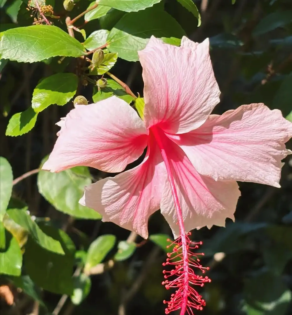 六種開花期超長的花,養一盆天天有花看!