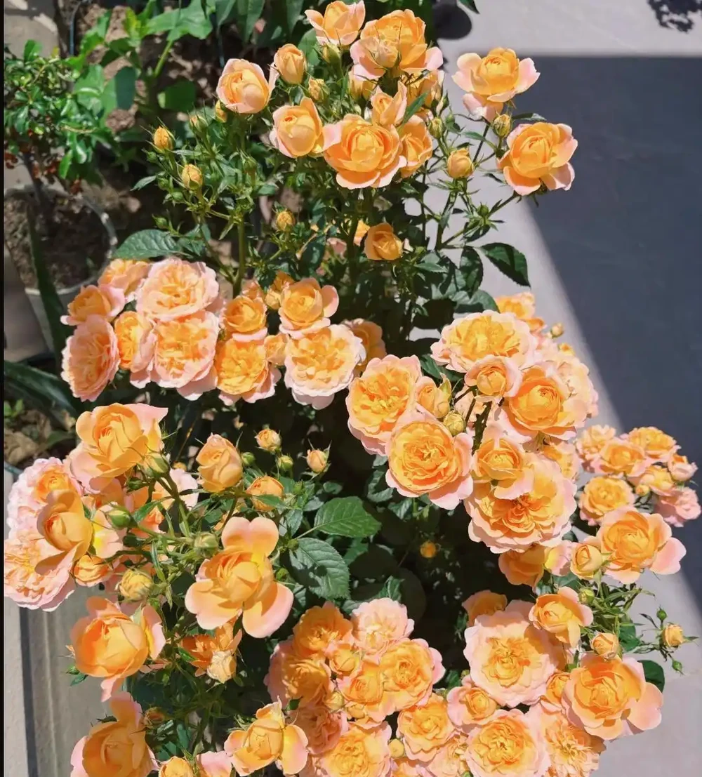 六種開花期超長的花,養一盆天天有花看!