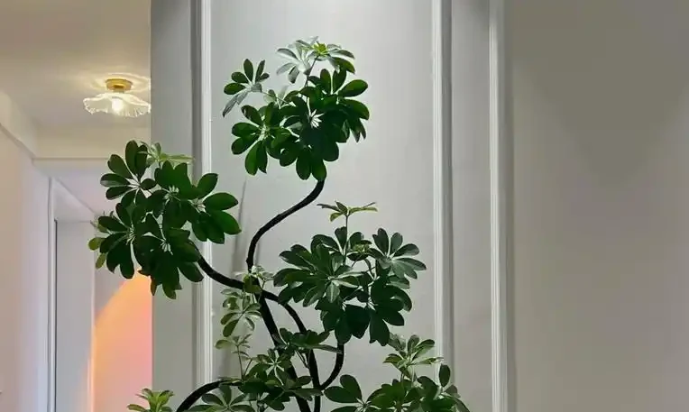 鴨腳木瘋狂掉葉？急救3招，7天救活迎滿盆！