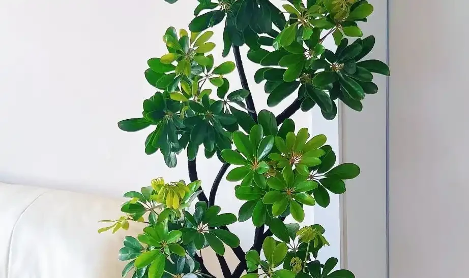鴨腳木瘋狂掉葉？急救3招，7天救活迎滿盆！
