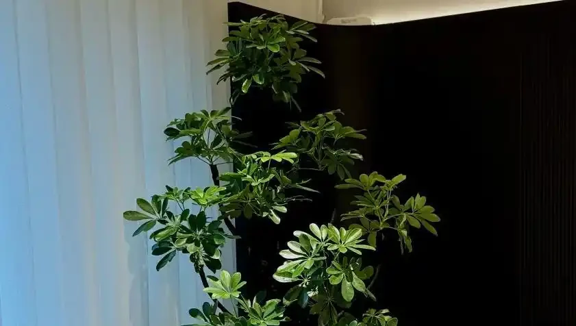 鴨腳木瘋狂掉葉？急救3招，7天救活迎滿盆！