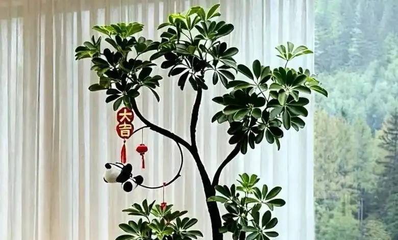 鴨腳木瘋狂掉葉？急救3招，7天救活迎滿盆！