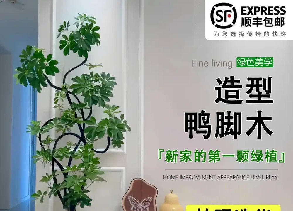 鴨腳木瘋狂掉葉？急救3招，7天救活迎滿盆！