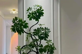 鴨腳木瘋狂掉葉？急救3招，7天救活迎滿盆！