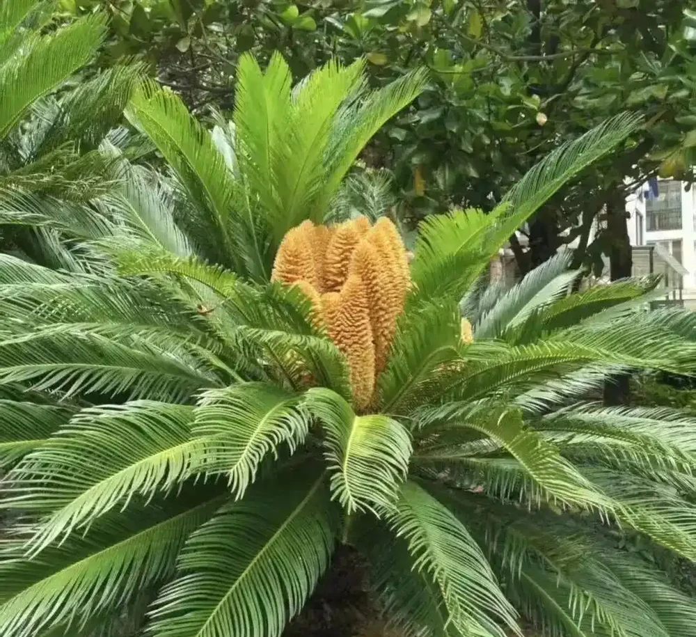輕易不開花,但一旦開花就預示著「好兆頭」的4種花,你家養過嗎?