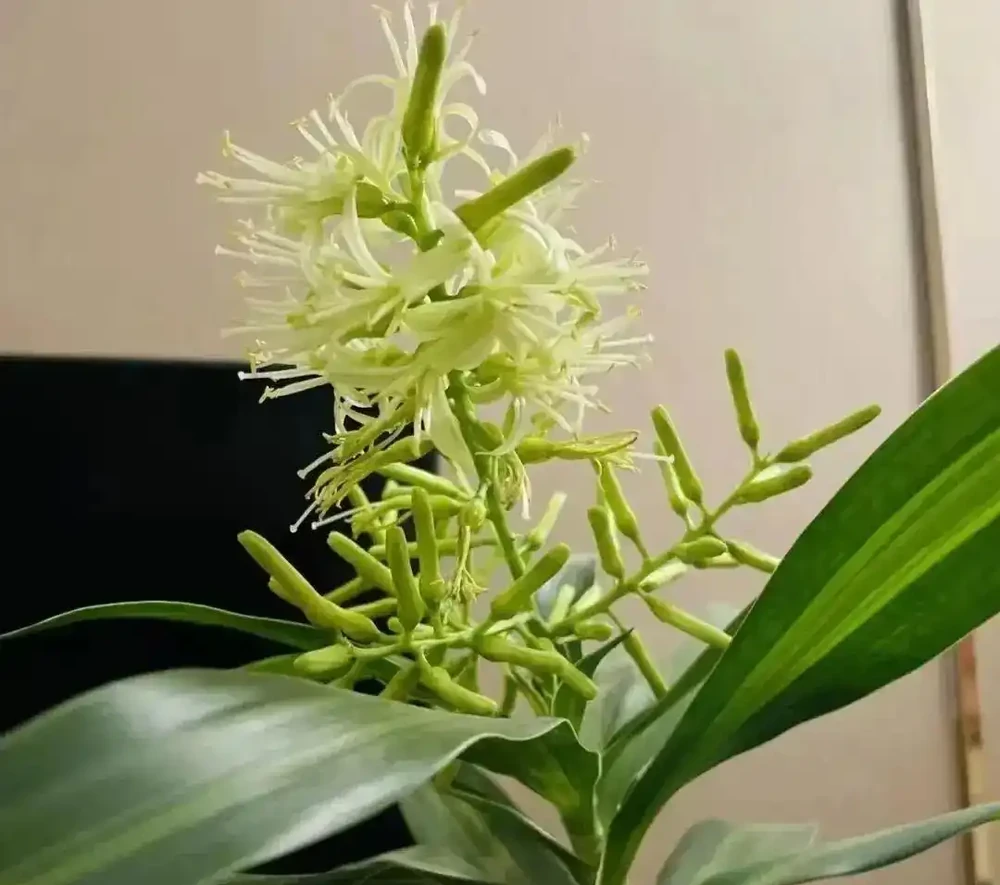 輕易不開花,但一旦開花就預示著「好兆頭」的4種花,你家養過嗎?