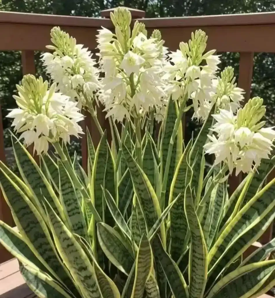 輕易不開花,但一旦開花就預示著「好兆頭」的4種花,你家養過嗎?