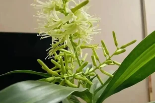 輕易不開花，但一旦開花就預示著「好兆頭」的4種花，你家養過嗎？