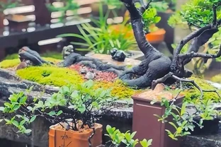 金彈子：年年空等果？掌握授粉就抓 2 點：時機 + 無雄株對策