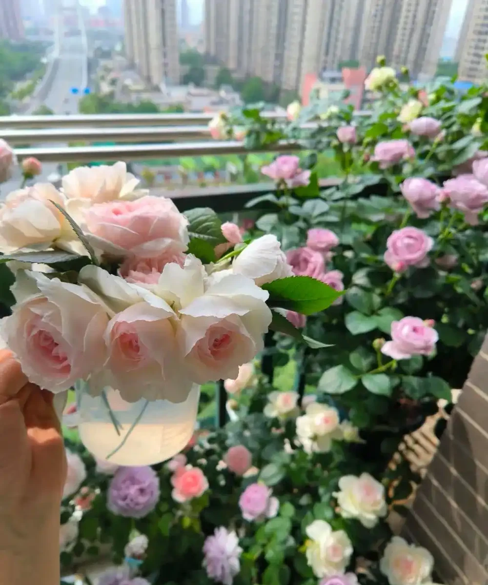 玫瑰施肥全攻略：反覆踏坑，得出「薄肥勤施」 秘籍，葉茂花繁不燒根！