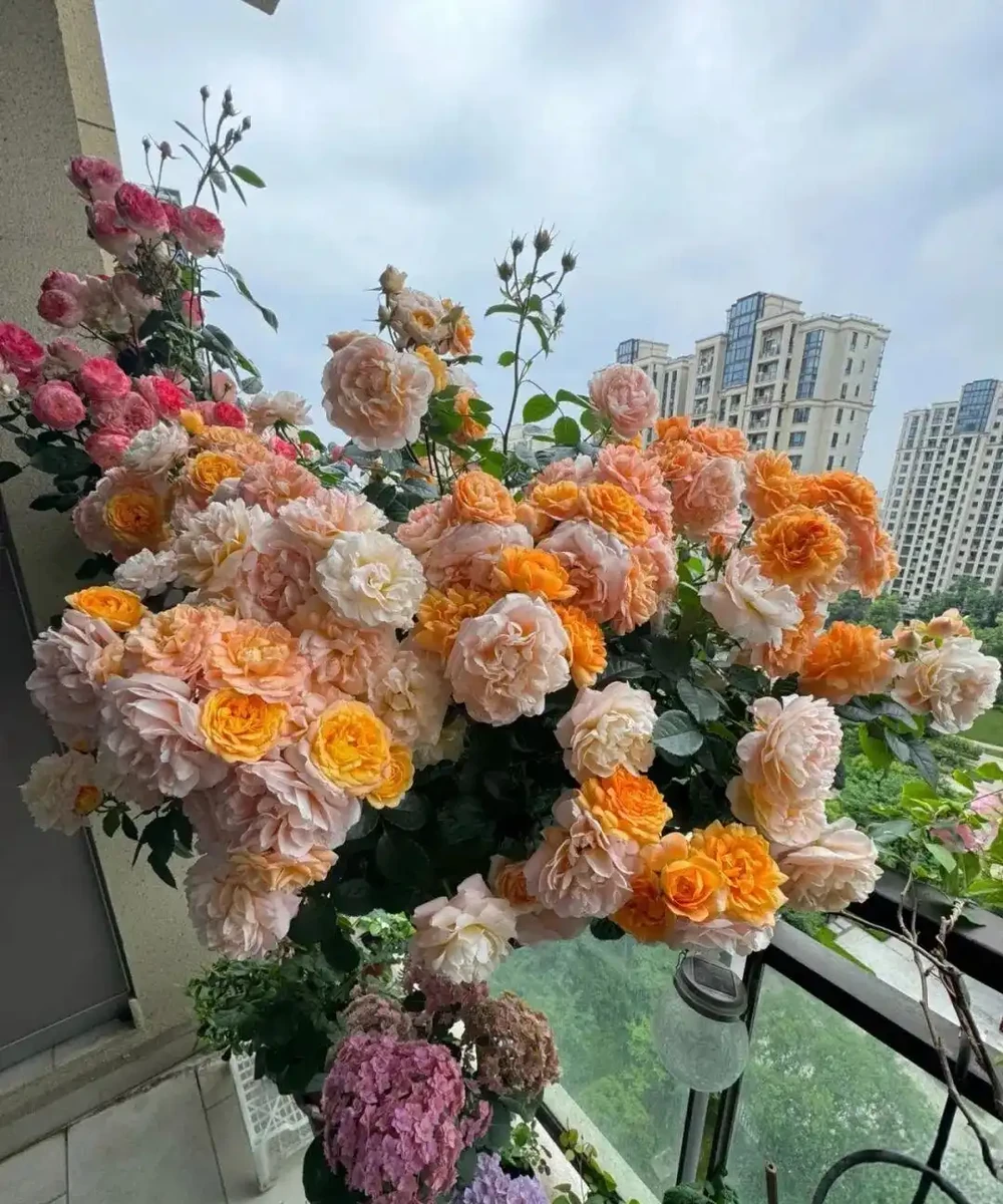 玫瑰施肥全攻略：反覆踏坑，得出「薄肥勤施」 秘籍，葉茂花繁不燒根！