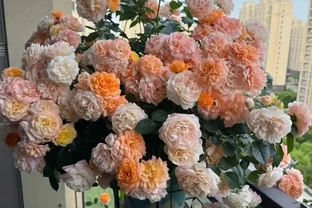 玫瑰施肥全攻略：反覆踏坑，得出「薄肥勤施」 秘籍，葉茂花繁不燒根！