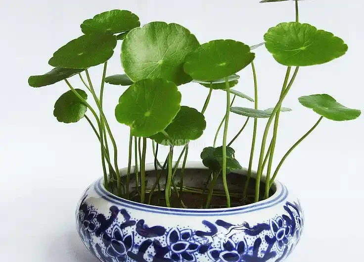 室內養花必看!這6種花卉寓意好、好養護,還能招財納福